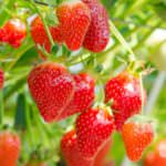 Erdbeeren pflanzen – so machen Sie es richtig!