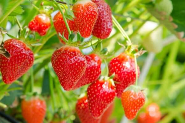 Erdbeeren anbauen und ernten