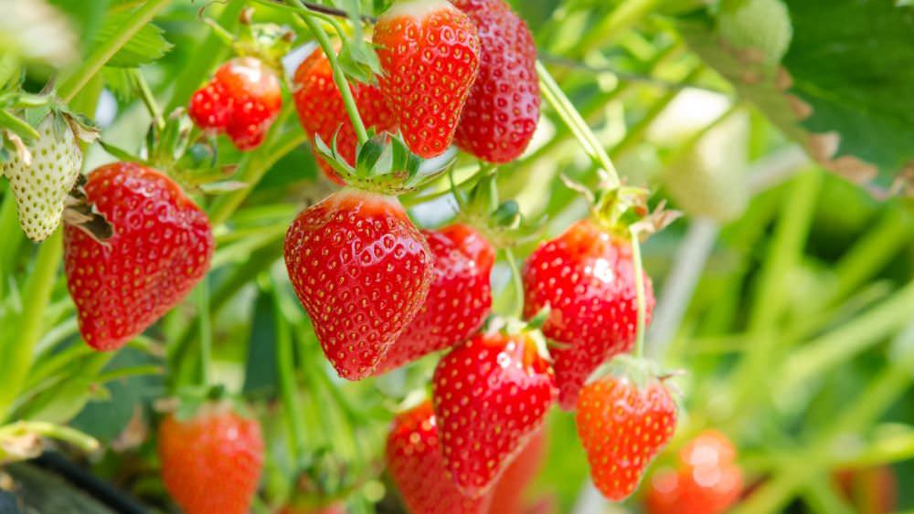 Erdbeeren anbauen und ernten