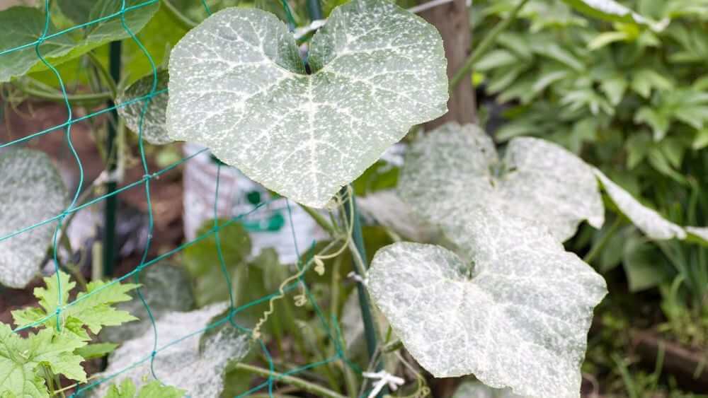 Windschutz im Gemüsegarten: Wie lässt sich der Wind aussperren? - Samenhaus  Gartenblog