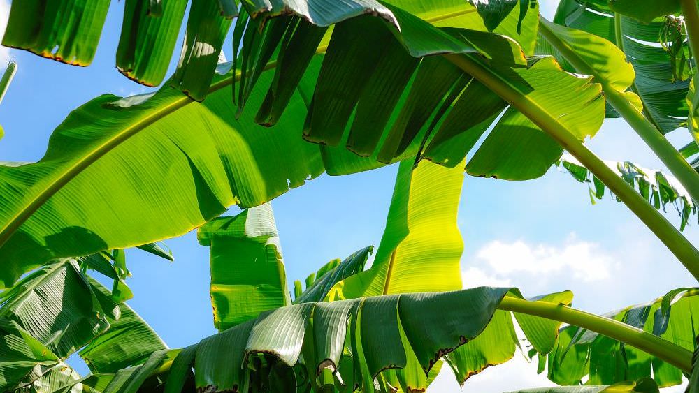 Die Banane als Zimmerpflanze