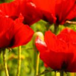 Mohn – ein filigraner, auffälliger Farbtupfer für den Garten