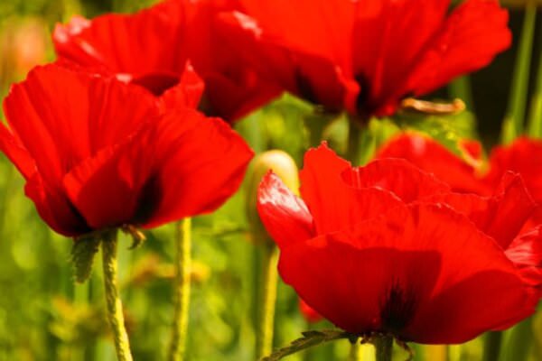 Rote Mohnblüten