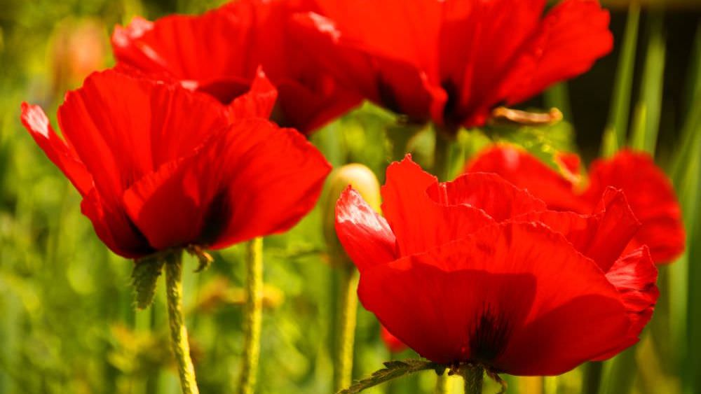 Mohn – ein filigraner, auffälliger Farbtupfer für den Garten