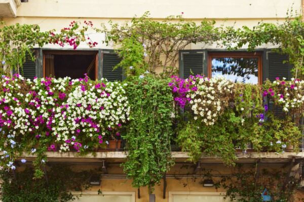 Pflanzen auf Balkon