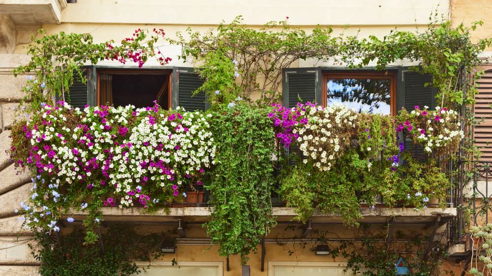 Pflanzen auf Balkon