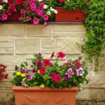 Blumenkästen auf dem Balkon – darauf sollten Sie achten