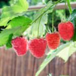 Himbeeren – süße Nascherei auf dem Balkon