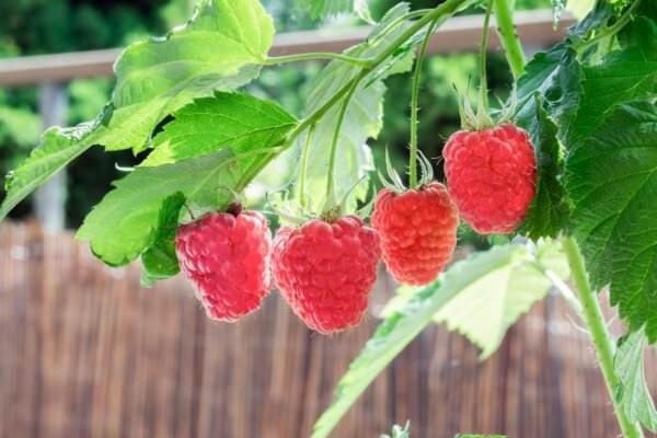 Himbeeren auf Balkon und Terrasse