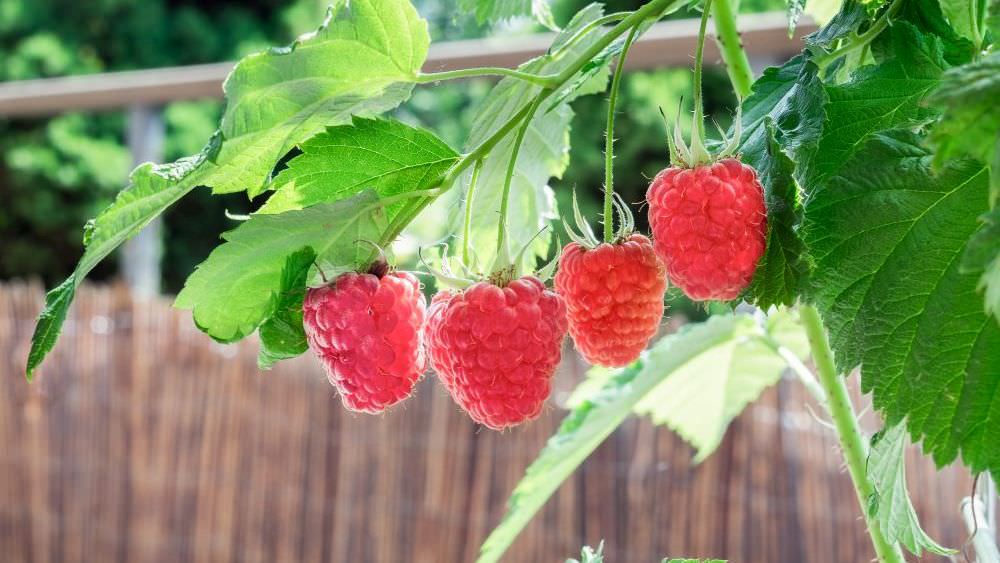 Himbeeren auf Balkon und Terrasse