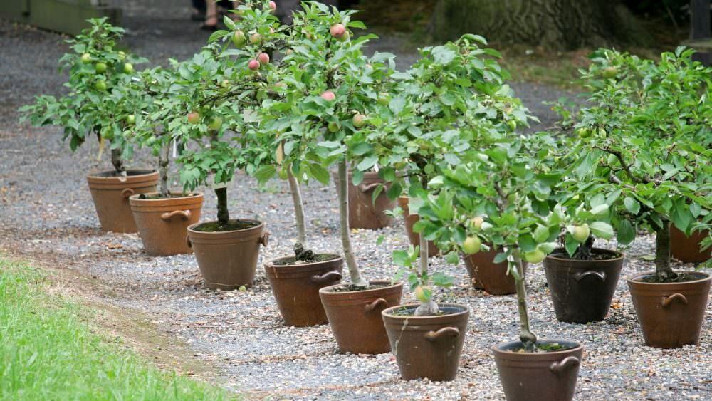 Apfelbaum im Kübel geht das? Samenhaus Gartenblog