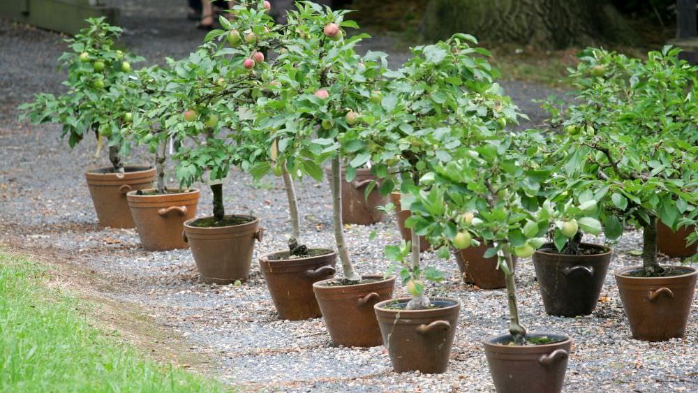 Apfelbaum im eigenen Garten » Sorten, Bilder, Infos, » Garten