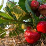 Erdbeeren – nach der Ernte kommt die Pflege