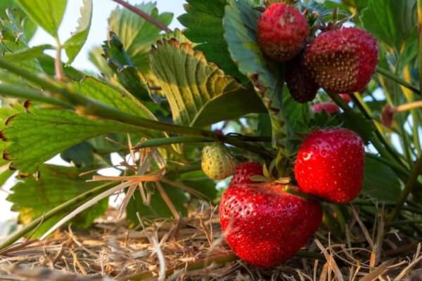 Erdbeeren im Garten