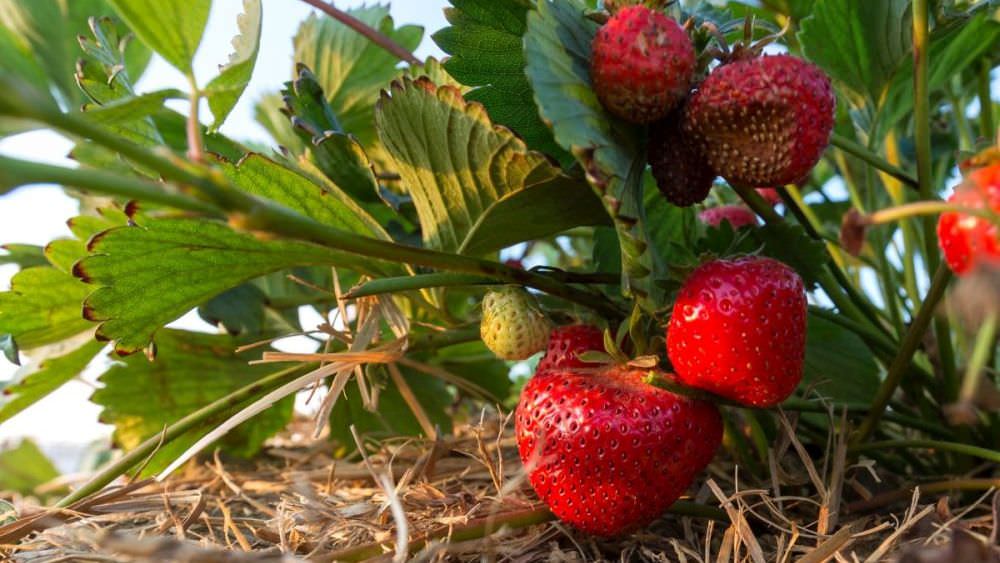 Erdbeeren im Garten