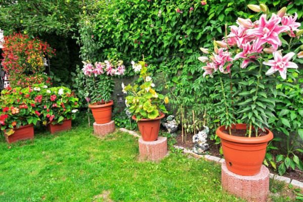 Lilien im Blumentopf ziehen