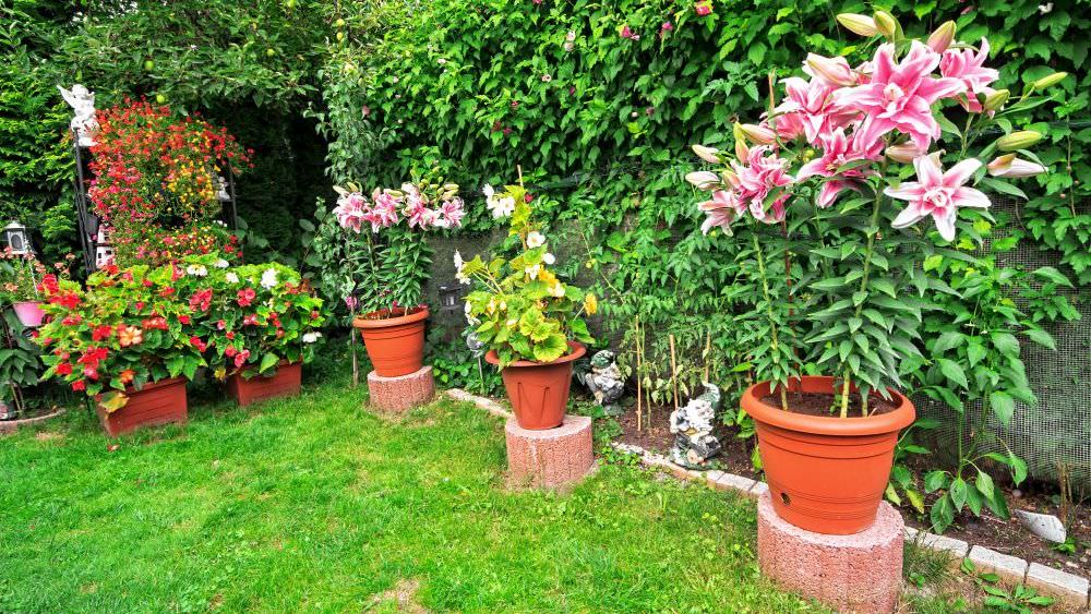 Lilien im Blumentopf ziehen