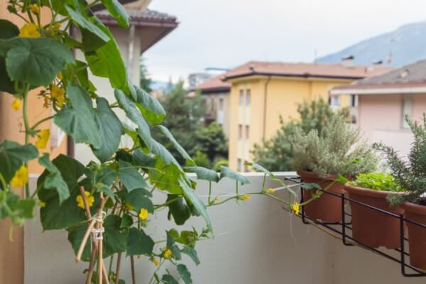 Gurken auf Balkon anbauen