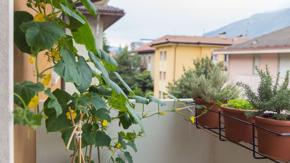 Gurken – reiche Ernte auf dem Balkon