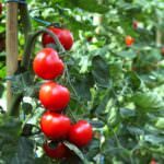 Die ersten Tomaten werden reif: So pflegen Sie die Pflanzen optimal