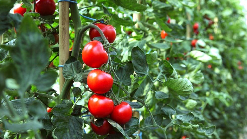 Die ersten Tomaten werden reif: So pflegen Sie die Pflanzen optimal
