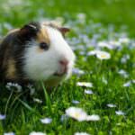 Meerschweinchen – die geselligen Pflanzenfresser