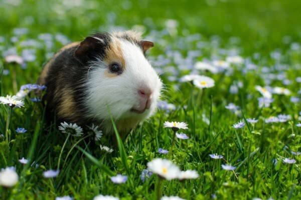 Meerschweinchen im Garten