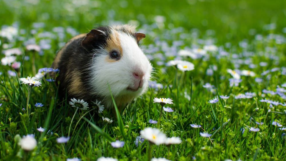 Meerschweinchen im Garten