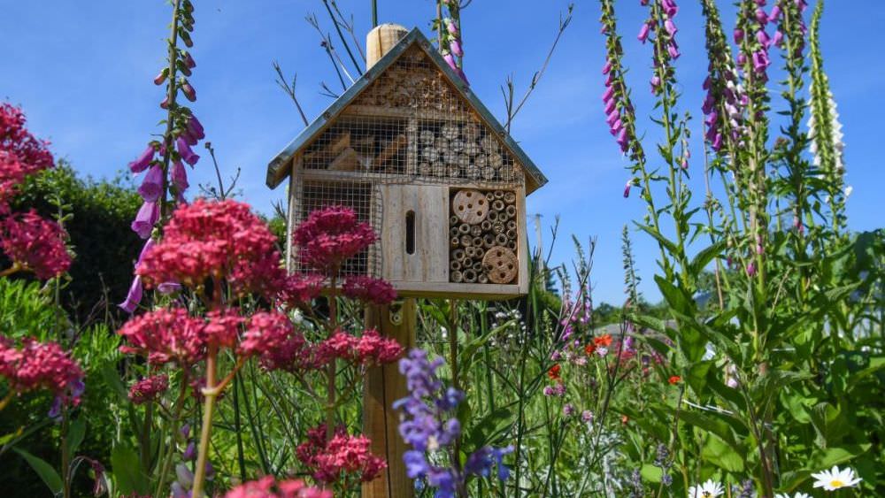 Insekten im Garten