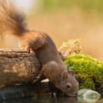 Eichhörnchen – die kleinen Kobolde im Garten