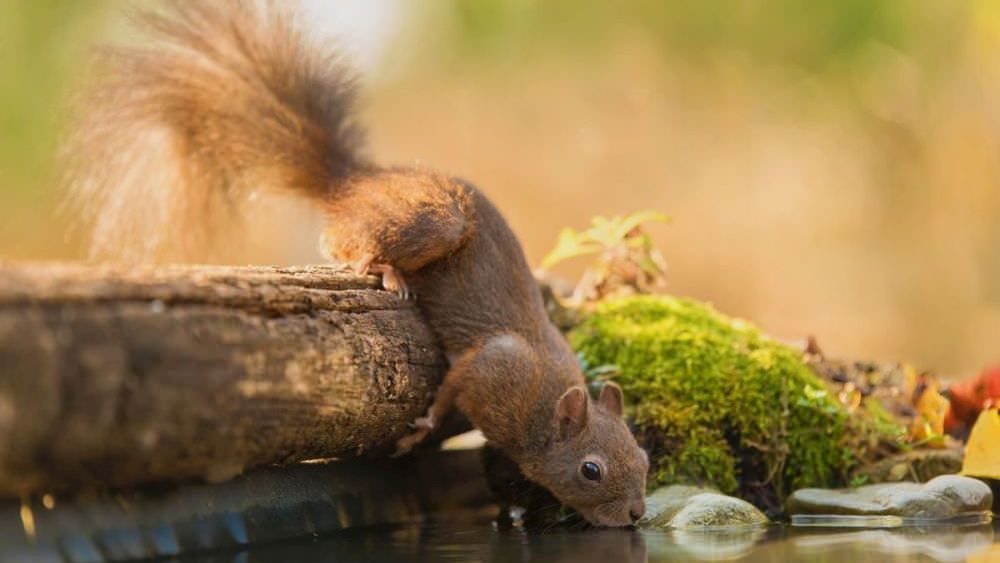 Eichhörnchen – die kleinen Kobolde im Garten