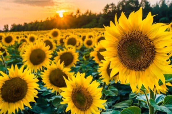 Sonnenblumen auf dem Feld