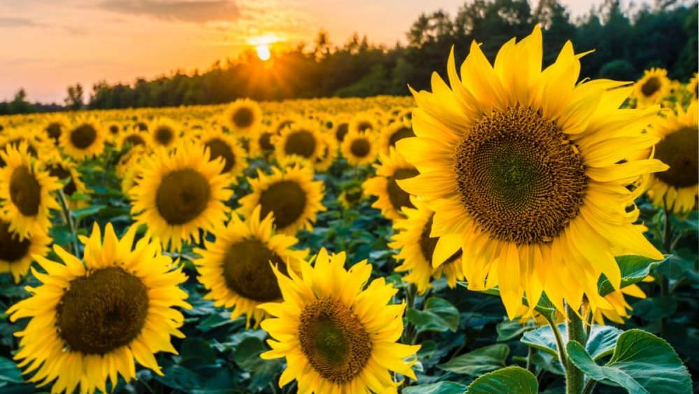 Sonnenblumen im Garten