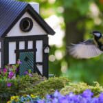 Vögel im Garten – so helfen Sie den freilebenden Vögeln