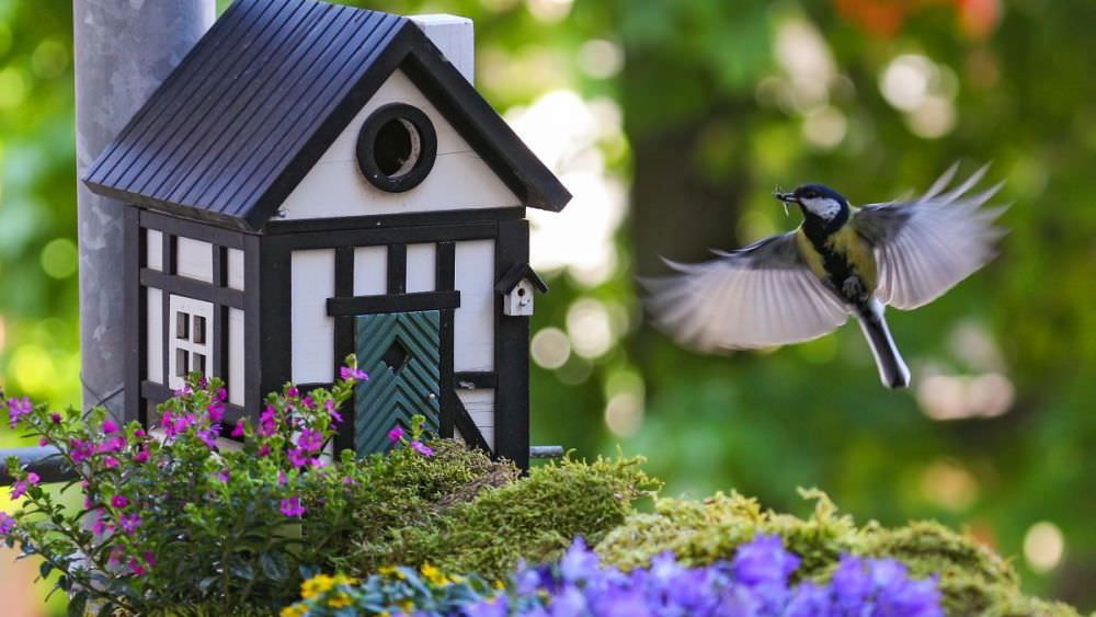 Vögel im Garten – so helfen Sie den freilebenden Vögeln