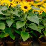 Sonnenblumen – die göttliche Inka-Pflanze
