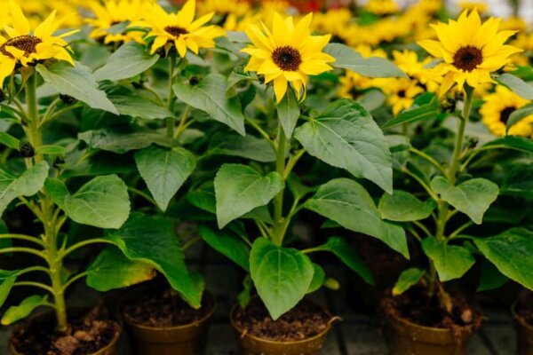 Sonnenblumen für den Balkon