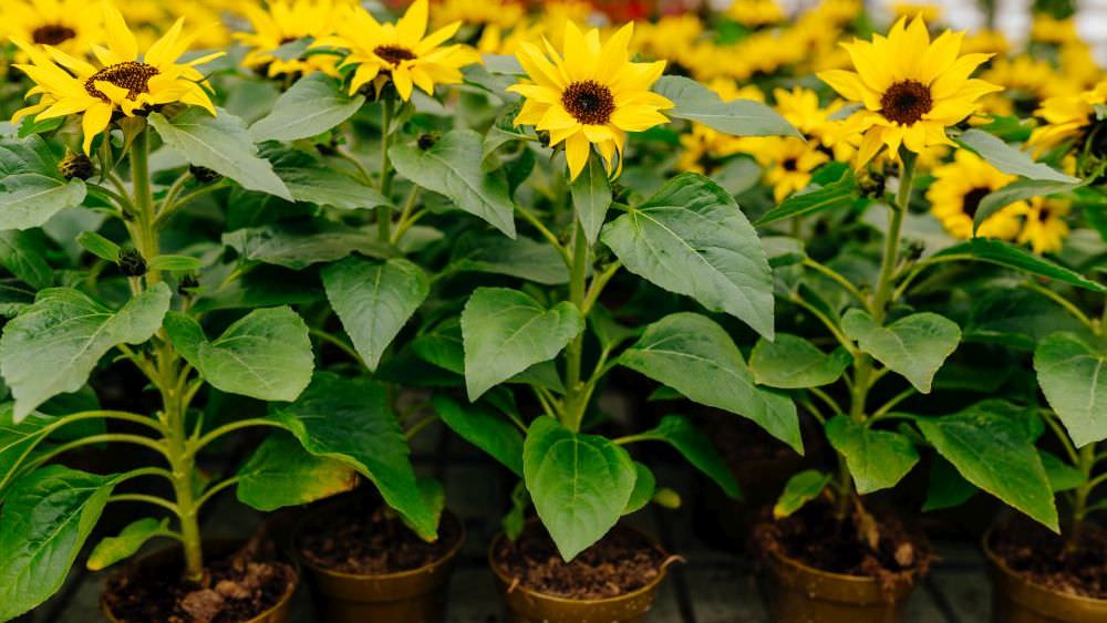 Sonnenblumen für den Balkon