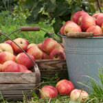 Los geht die Apfelernte: Die ersten frühen Apfelsorten werden reif