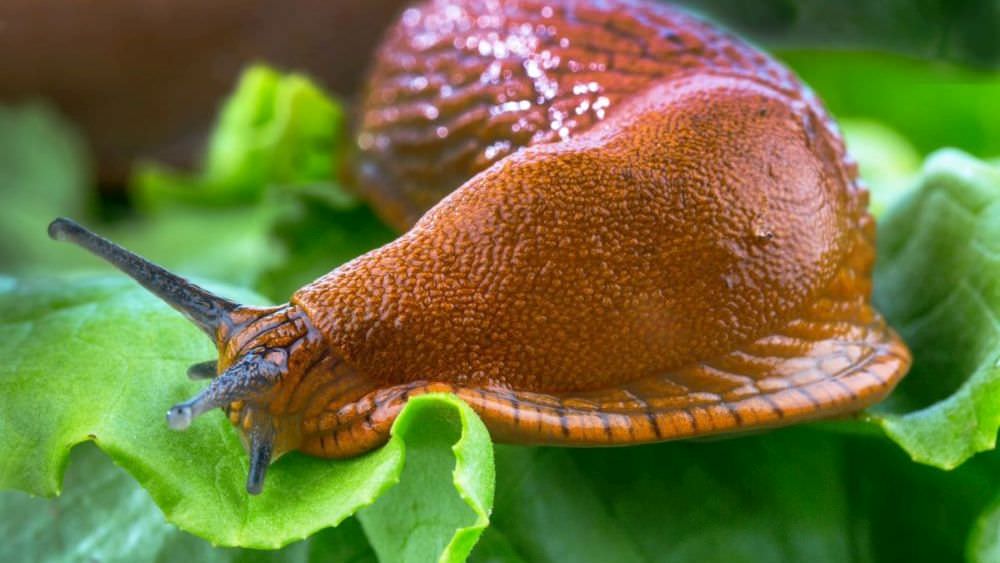 Schnecken checken: die 10 besten Tipps, um die Schädlinge loszuwerden