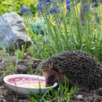 Igel – die nützlichen Schneckenjäger