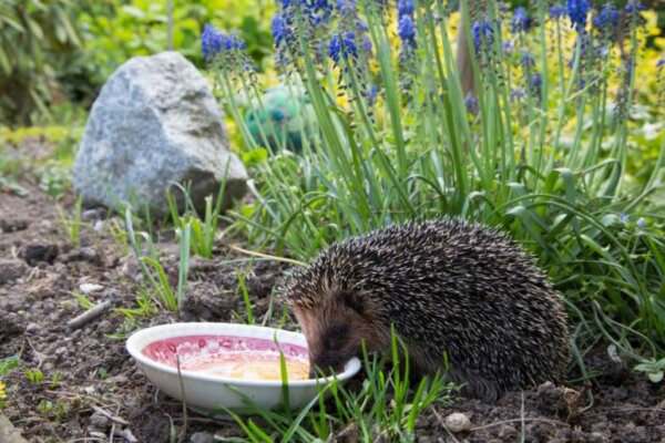 Igel im Garten