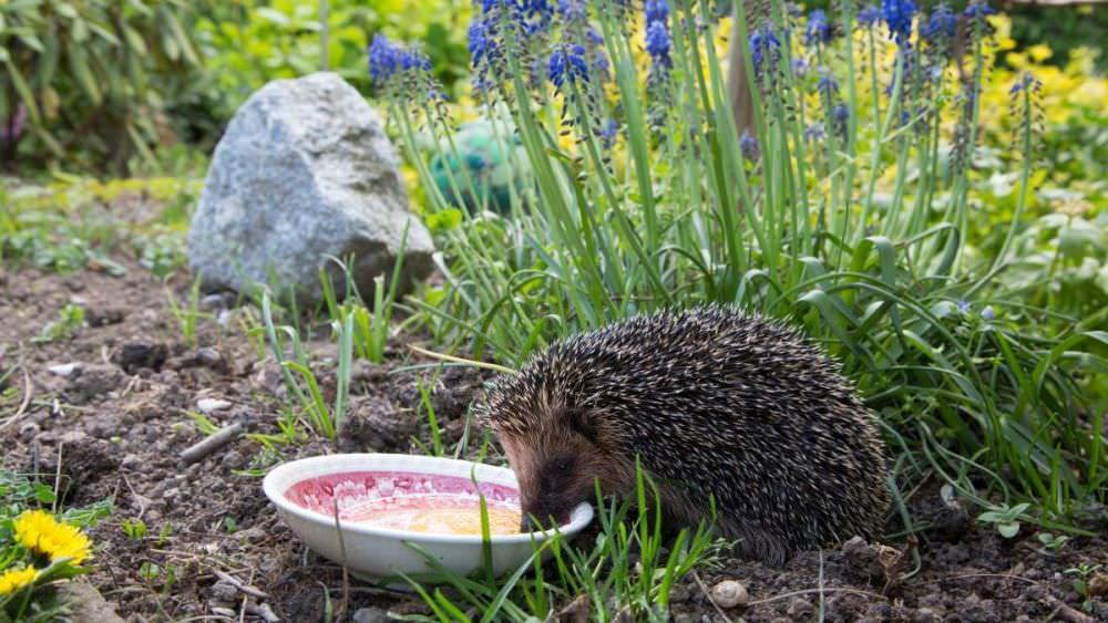 Igel im Garten