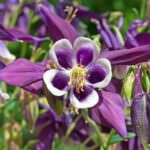 Akelei – Schönheit mit extravaganten Blüten