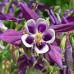 Akelei – Schönheit mit extravaganten Blüten