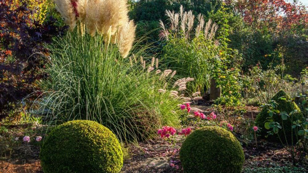 Gräser im Garten