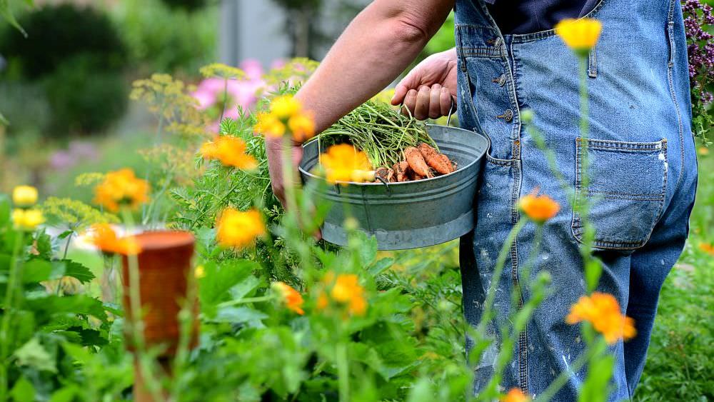 Gemüse ernten: So erkennen Sie den richtigen Zeitpunkt