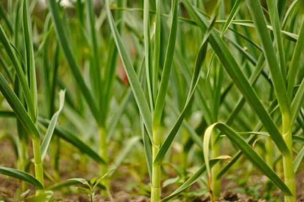 Zwiebeln im Garten