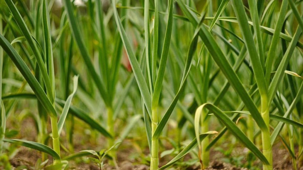 Zwiebeln im Garten