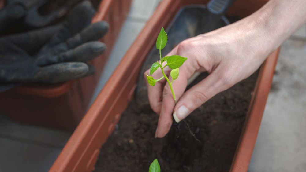 So gelingt der Anbau von Paprika auf dem Balkon